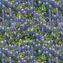108in Bluebonnet Flowers, Benartex Fabrics