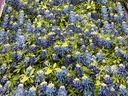 108in Bluebonnet Flowers, Benartex Fabrics