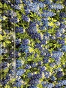 108in Bluebonnet Flowers, Benartex Fabrics