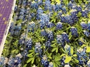 108in Bluebonnet Flowers, Benartex Fabrics