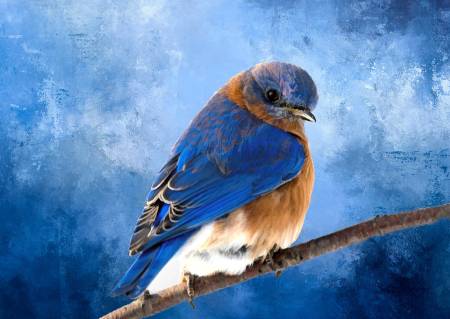 Brilliant Bluebird Panel 24.75in x 16.675in, Focus on Fabric Collection