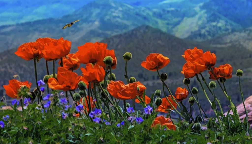 Red Poppies Panel 23in x 13in, Focus on Fabric Collection