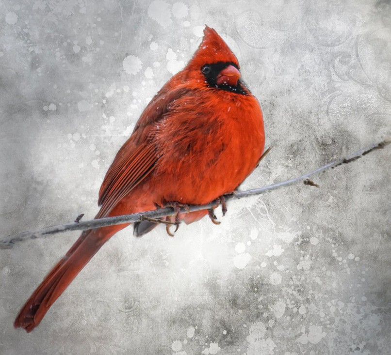Red Cardinal in Snow Panel 20in x 18in, Focus on Fabric Collection